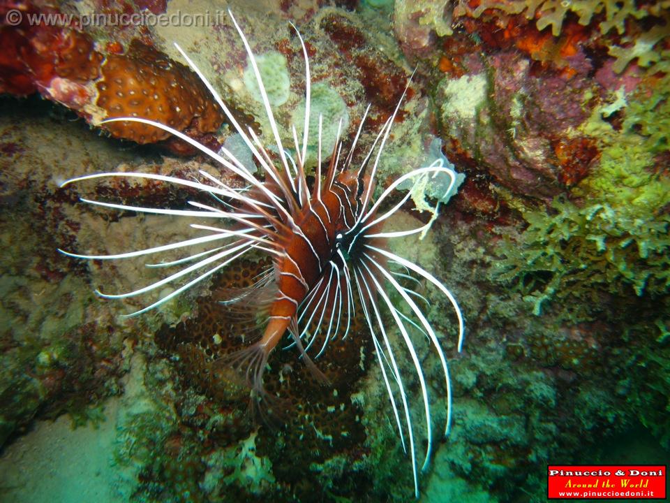 Djibouti - Diving a Djibouti - 06.jpg